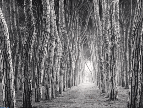 درختان جادویی مایکل کنا