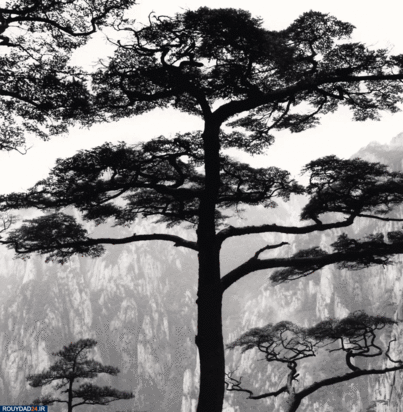 درختان جادویی مایکل کنا