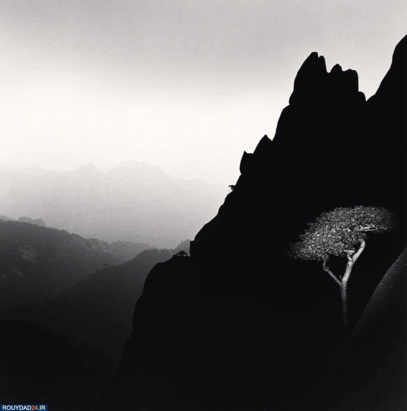 درختان جادویی مایکل کنا