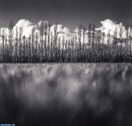 درختان جادویی مایکل کنا