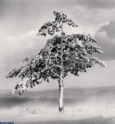 درختان جادویی مایکل کنا