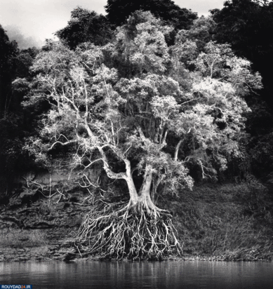 درختان جادویی مایکل کنا
