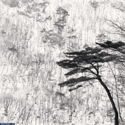 درختان جادویی مایکل کنا