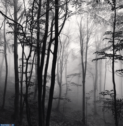 درختان جادویی مایکل کنا