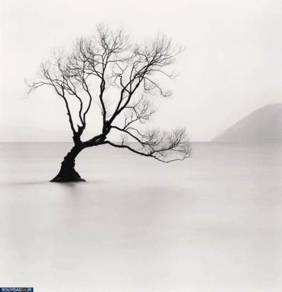 درختان جادویی مایکل کنا