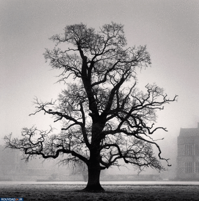 درختان جادویی مایکل کنا