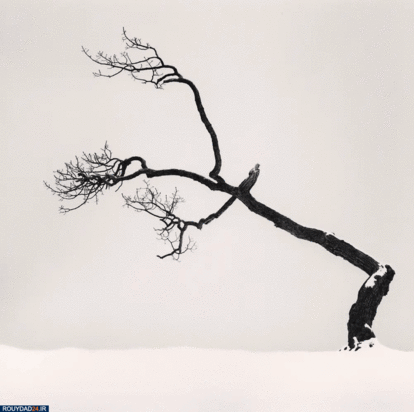 درختان جادویی مایکل کنا