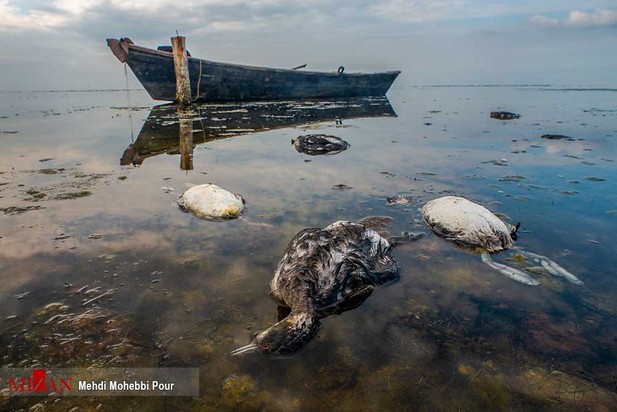 پرندگان میانکاله