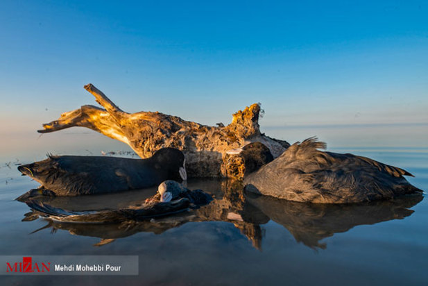 پرندگان میانکاله