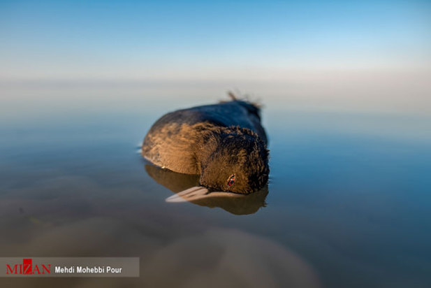 پرندگان میانکاله