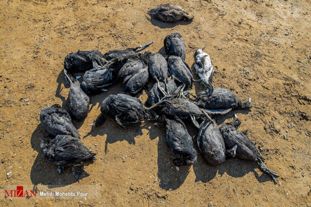 پرندگان میانکاله