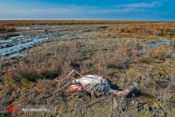 پرندگان میانکاله