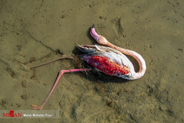 پرندگان میانکاله