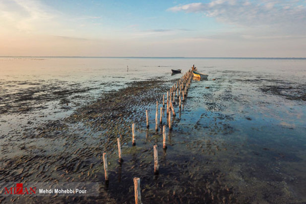 پرندگان میانکاله