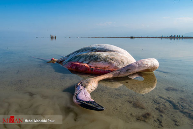 پرندگان میانکاله
