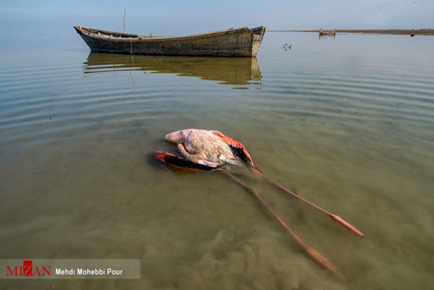پرندگان میانکاله