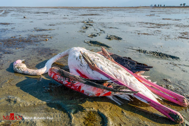 پرندگان میانکاله