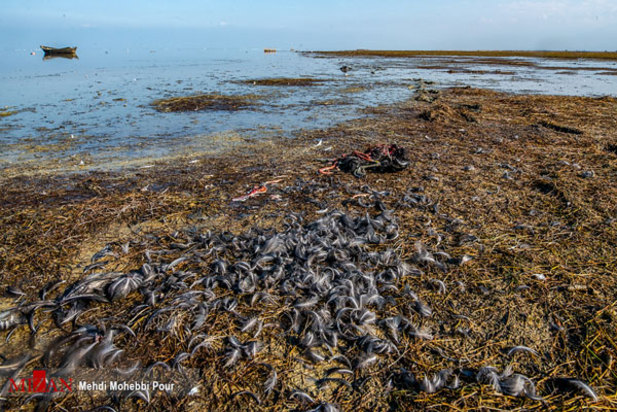 پرندگان میانکاله