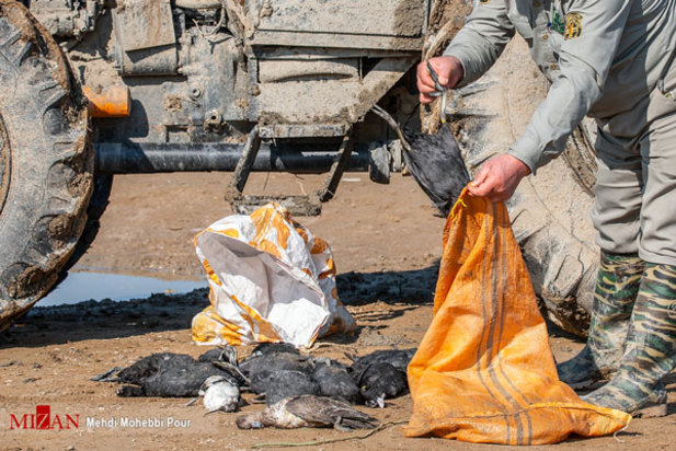 پرندگان میانکاله