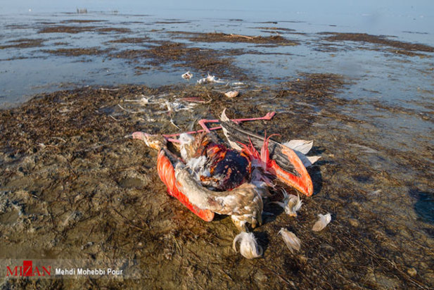 پرندگان میانکاله