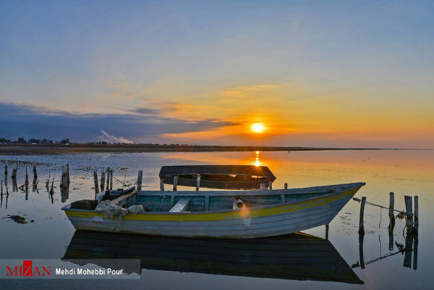 پرندگان میانکاله