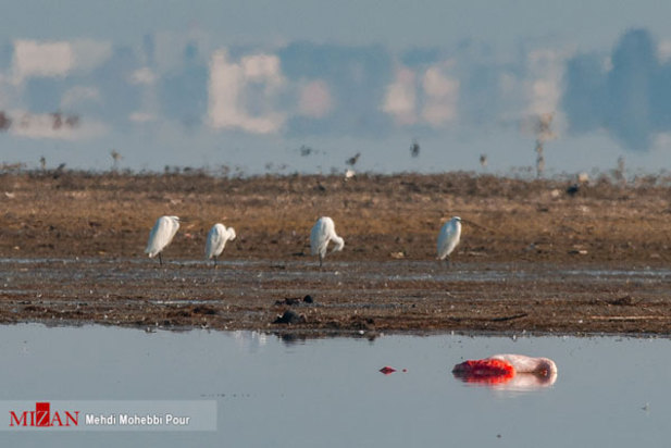 پرندگان میانکاله