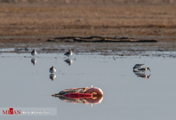 پرندگان میانکاله