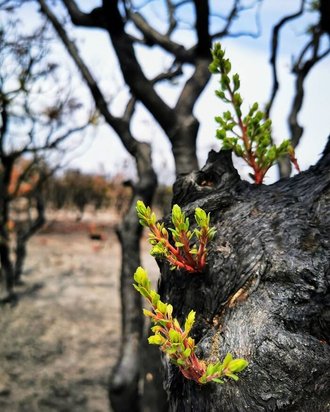 جنگل های استرالیا