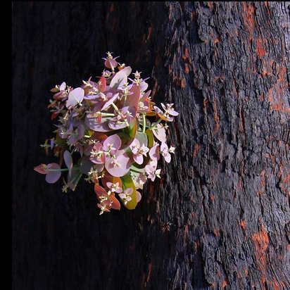 جنگل های استرالیا