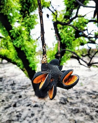 جنگل های استرالیا