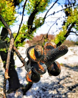 جنگل های استرالیا