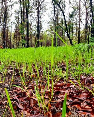 جنگل های استرالیا