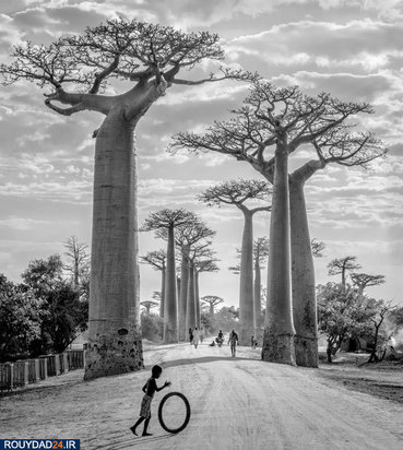 مونو فستیوال