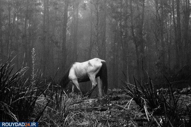 عکاس مستند و خبری آفریقا