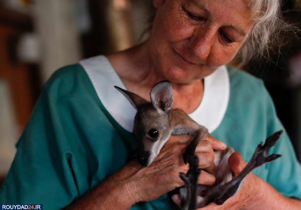 نجات بچه کانگوروها