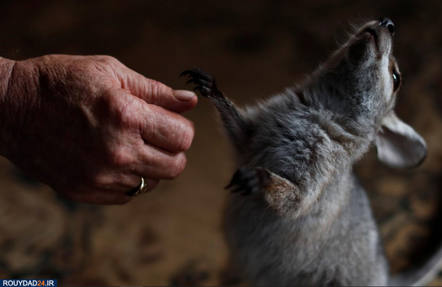 نجات بچه کانگوروها