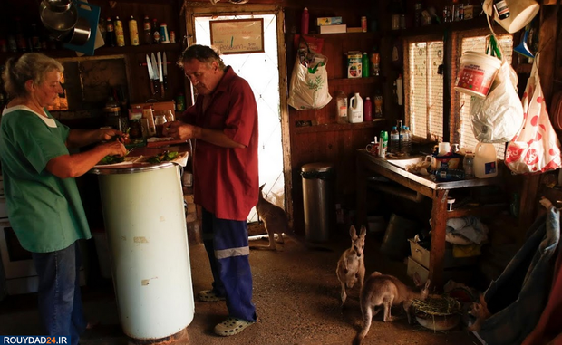 نجات بچه کانگوروها