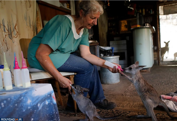 نجات بچه کانگوروها