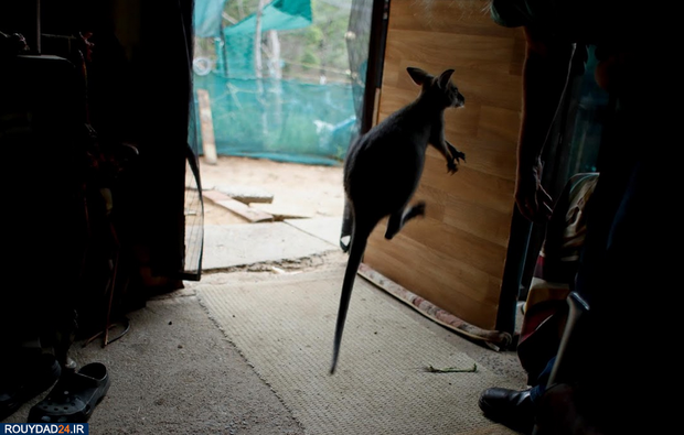 نجات بچه کانگوروها