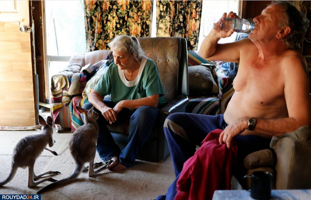 نجات بچه کانگوروها