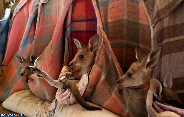 نجات بچه کانگوروها