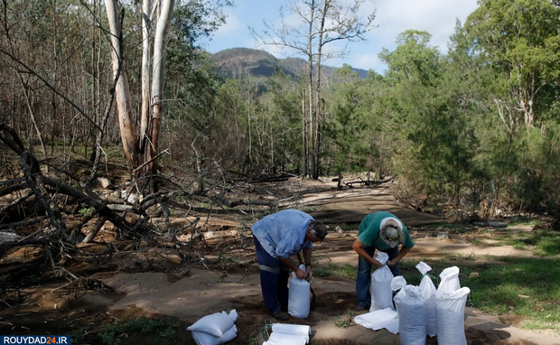 نجات بچه کانگوروها