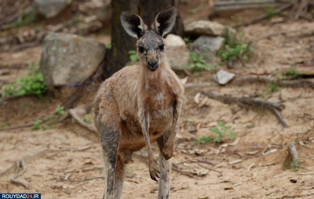 نجات بچه کانگوروها