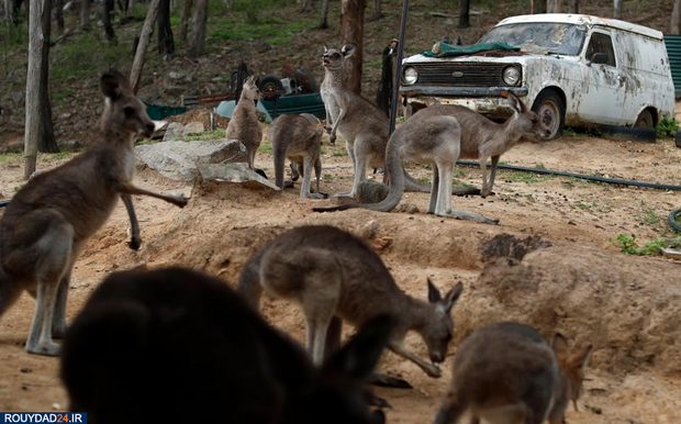 نجات بچه کانگوروها