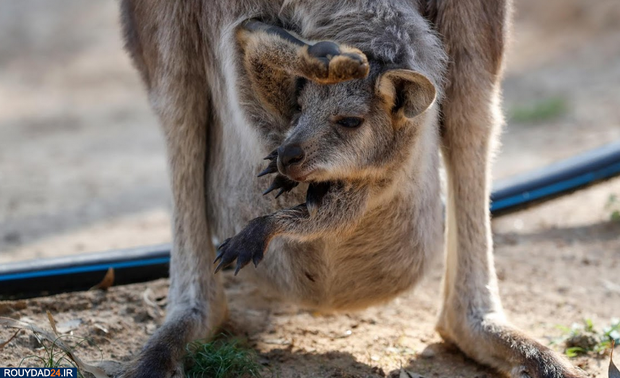 نجات بچه کانگوروها