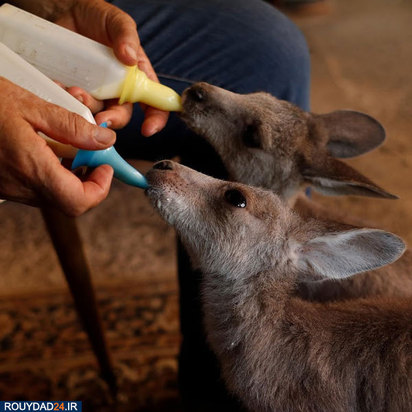 نجات بچه کانگوروها