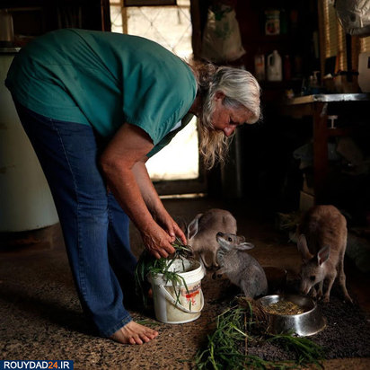 نجات بچه کانگوروها