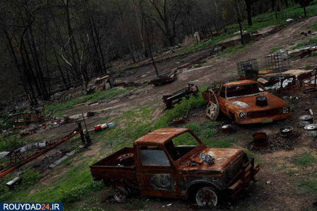 نجات بچه کانگوروها