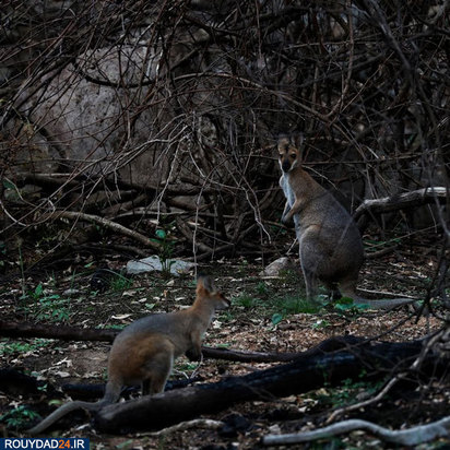 نجات بچه کانگوروها