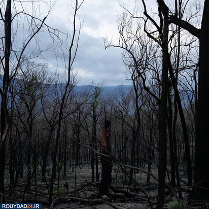 نجات بچه کانگوروها